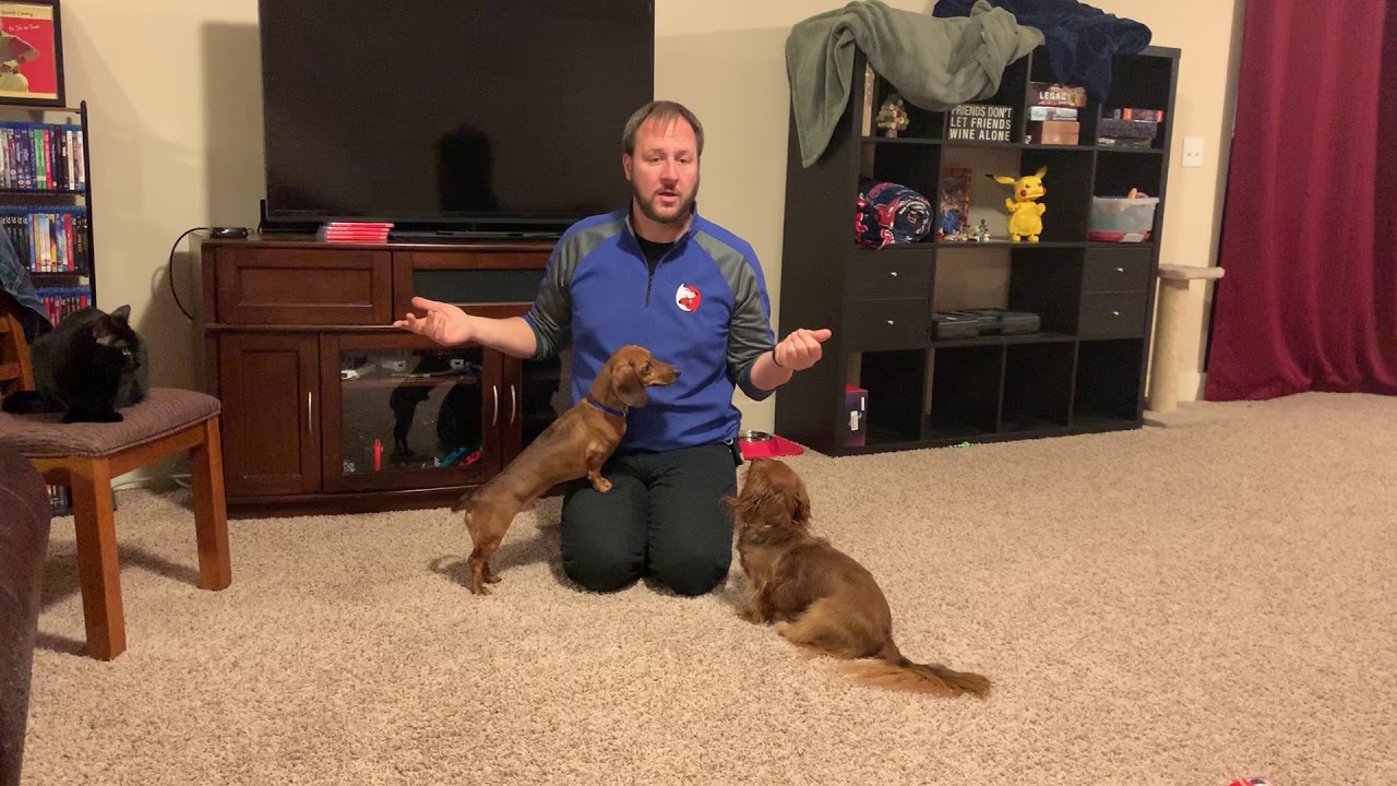 Tips to Stop Copper From Excited and Submissive Urinating