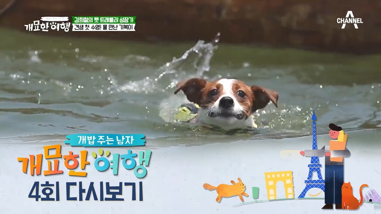 ☞이것이 개헤엄이다!☜ 견생 첫 카누 체험! 물 만난 *뚜이X희철's기복* Puppy Swimming First Time | 개밥주는 남자 4회