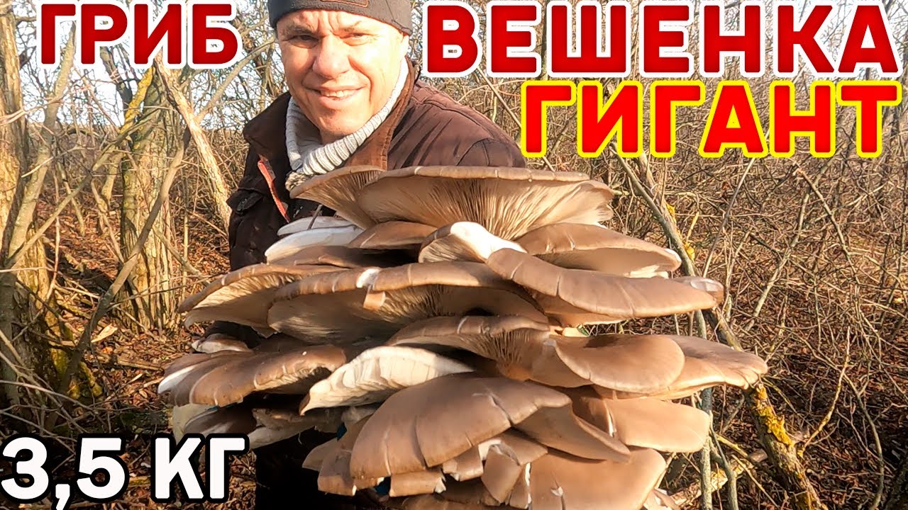 Шок! Гигантский ГРИБ! Тополя полны ВЕШЕНОК! Собрал 15 кг за час! 7 кг ВЕШЕНОК с одного дерева!