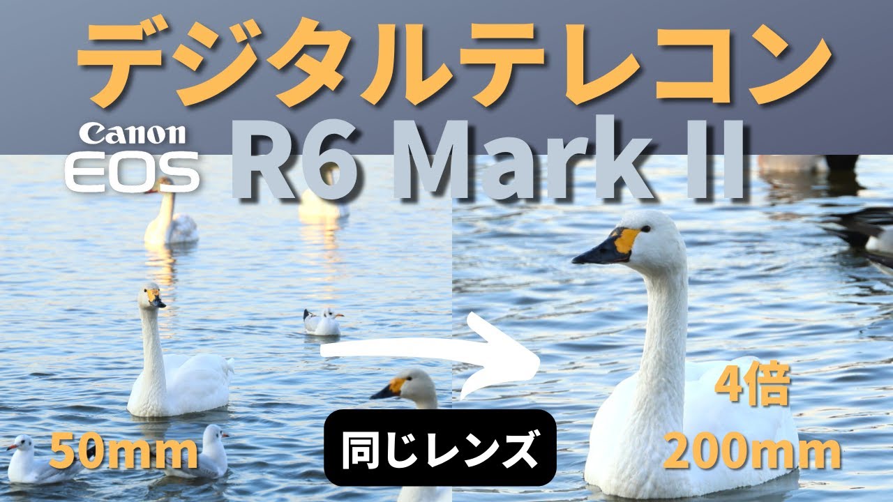 【EOSR6Mark2】デジタルテレコン、望遠レンズがなくても焦点距離を２倍、４倍に倍増出来るCanon新カメラR6マーク２の機能検証。多数の実例と設定まで解説。digital telecon