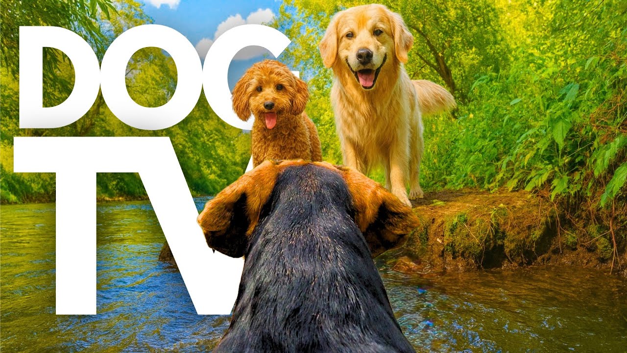 TheDogCam | 10hrs of Calming Virtual Dog Walks Along Autumnal Riverbanks 🐾🐶 GoPro DogTV