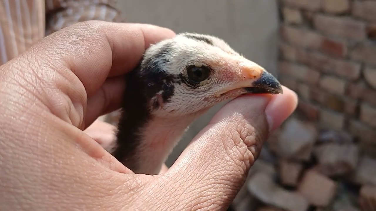 New farm construction ki update