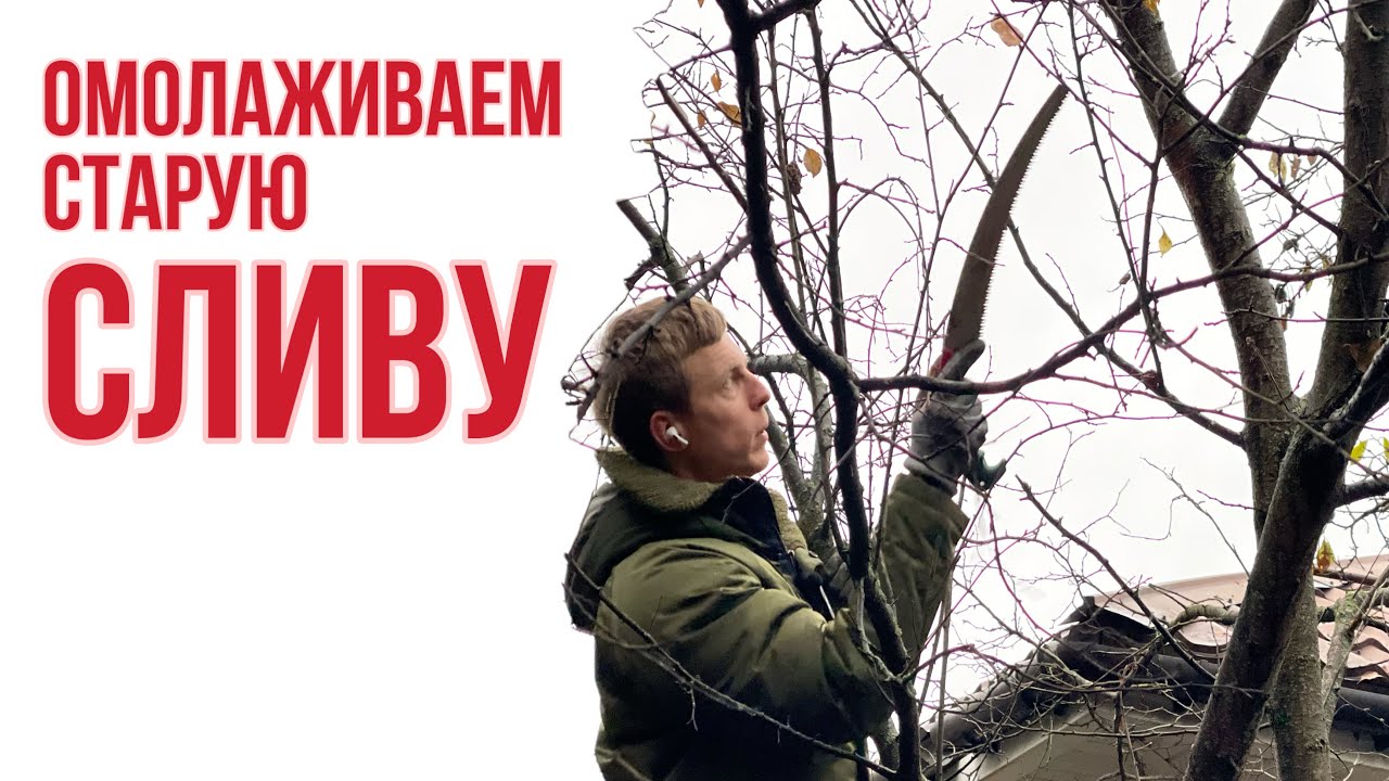 Как старую сливу заставить плодоносить?