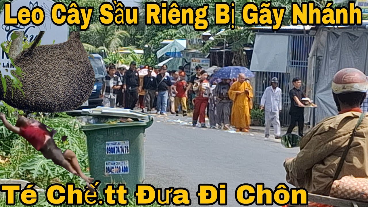 Thanh Niên Đi Bắt ong Trên Cây Sầu Riêng Gãy Nhánh Cây Qua Đời Tại Chỗ