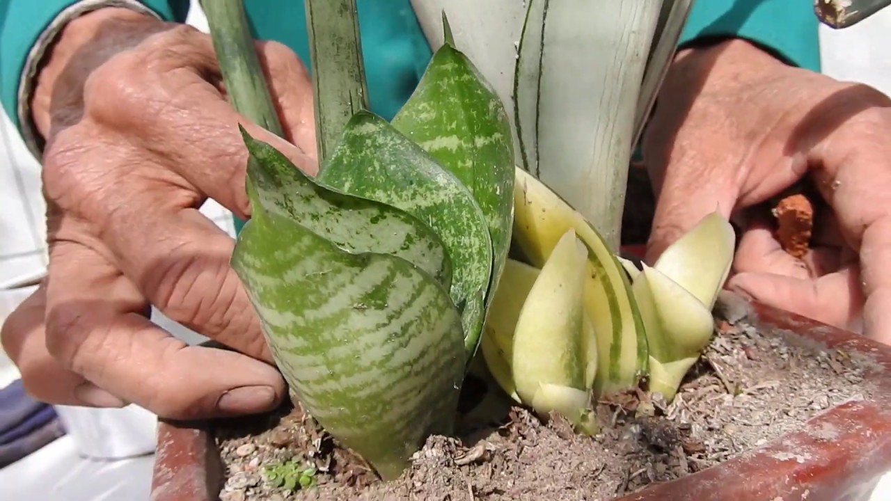 Cultivo y reproducción de las Sansevierias