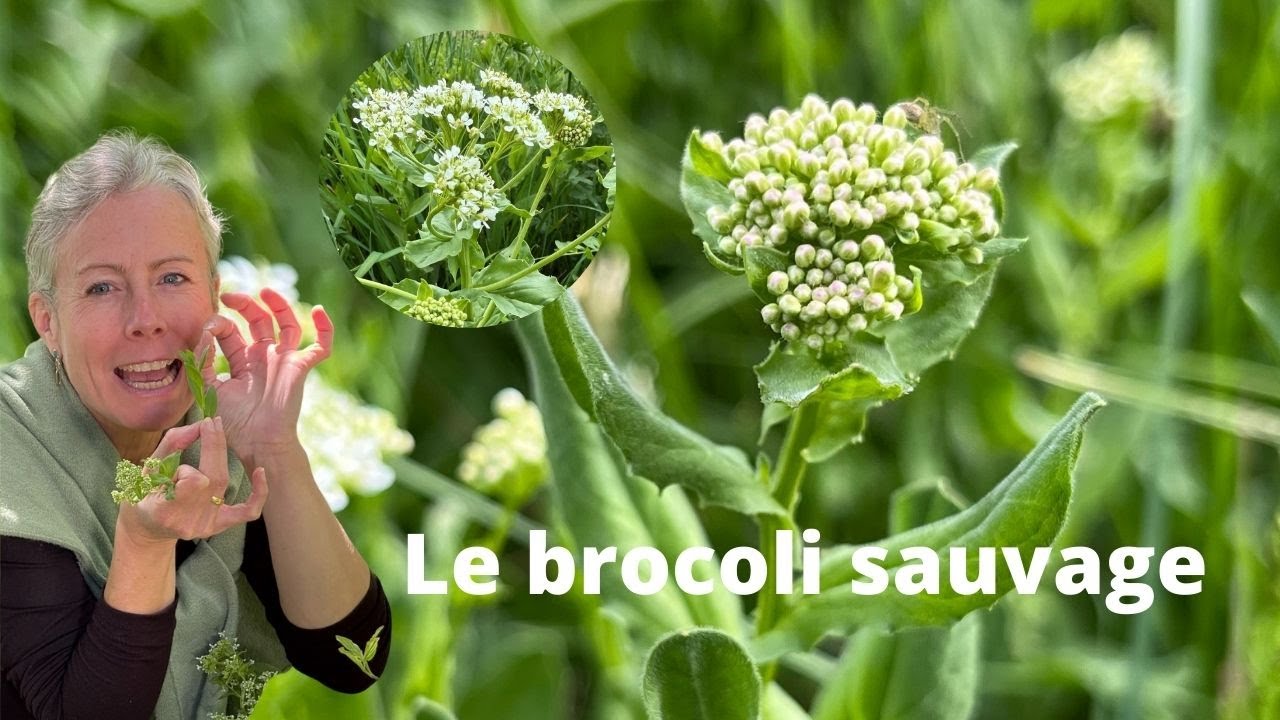 Le Brocoli Sauvage