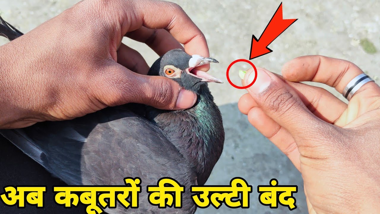 कबूतर की उल्टी रोकने का नया तरीका || 100% || देसी तरीका