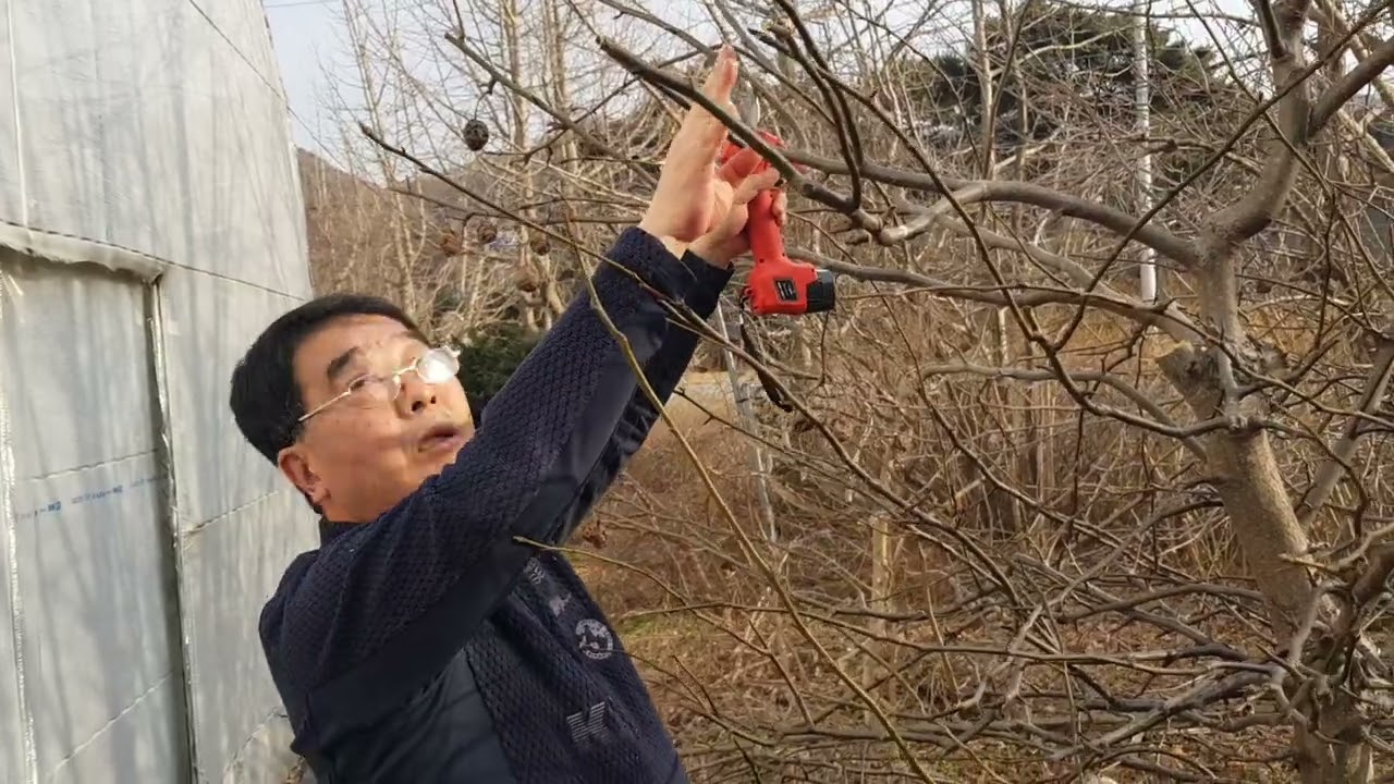 949편, 돌배나무 주간형 정원수로 전지 전정 하기~