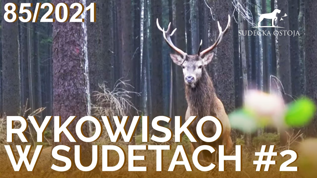 SUDECKA OSTOJA 85/2021. Deer Hunting. Rykowisko polowanie na jelenie. Wild jagen. Chasse au cerf