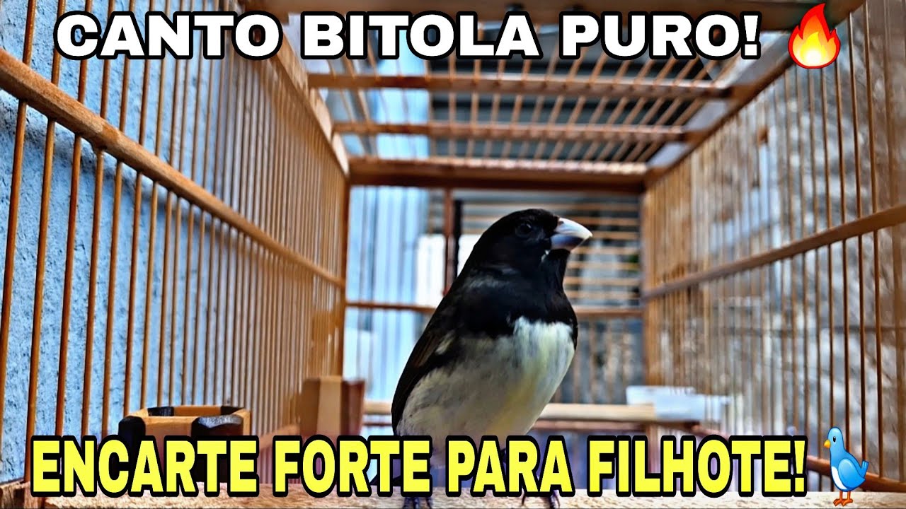 Papa-Capim Canto Bitola Puro 🔥 O Melhor Encarte para Filhote Pardo 🐦