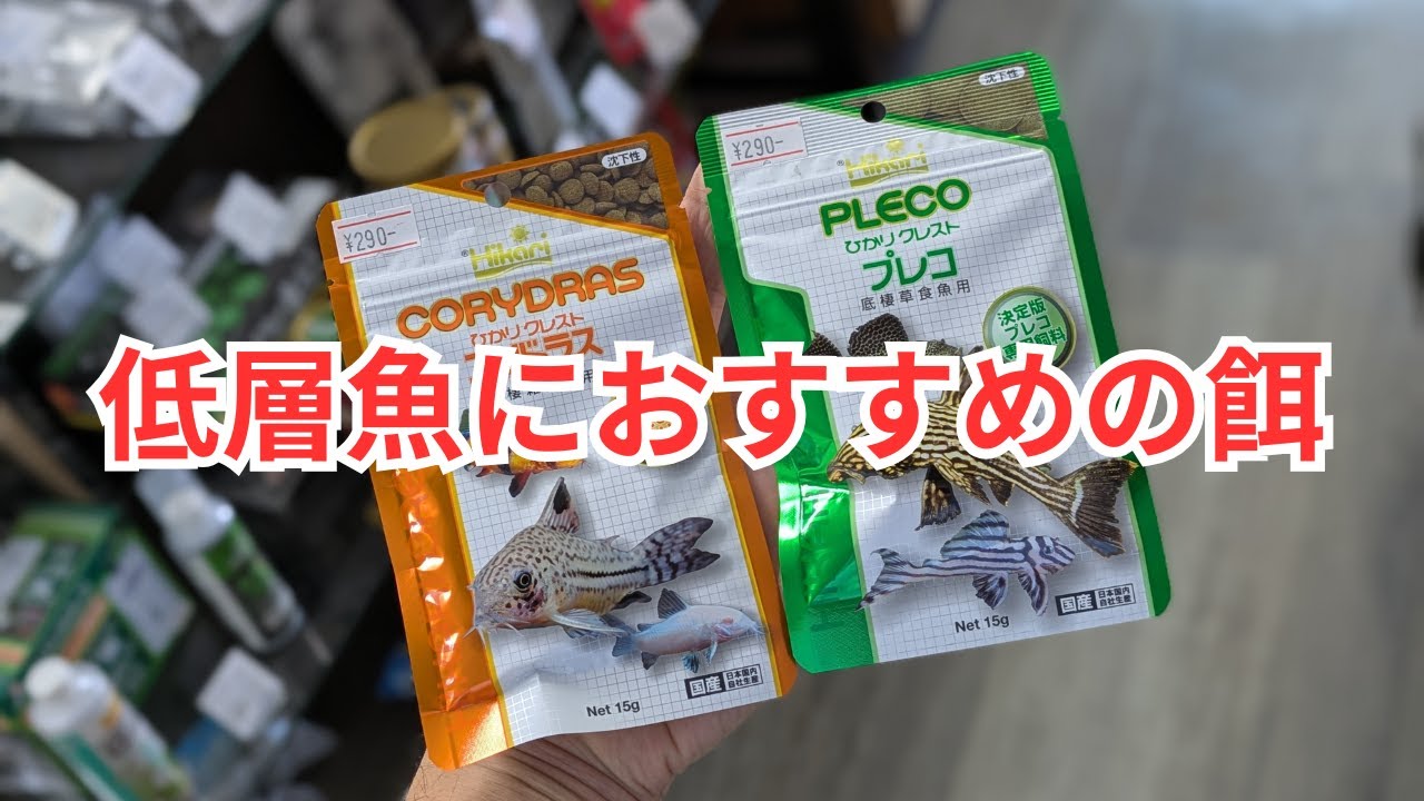 コリドラスやローチ、プレコにおすすめの餌をご紹介します！