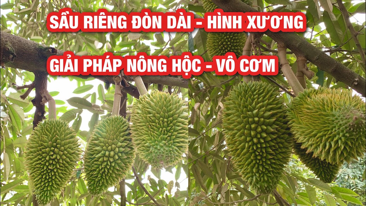 Sầu riêng chạy trái hình xương, đòn dài, chậm vô cơm phải xử lý như thế nào?