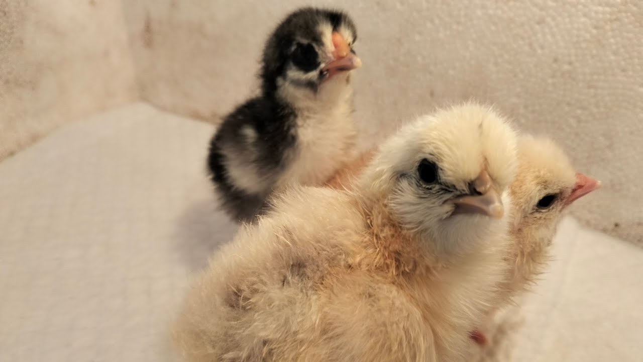 Інкубація. Вивід🐥Від Яйця до Курчати