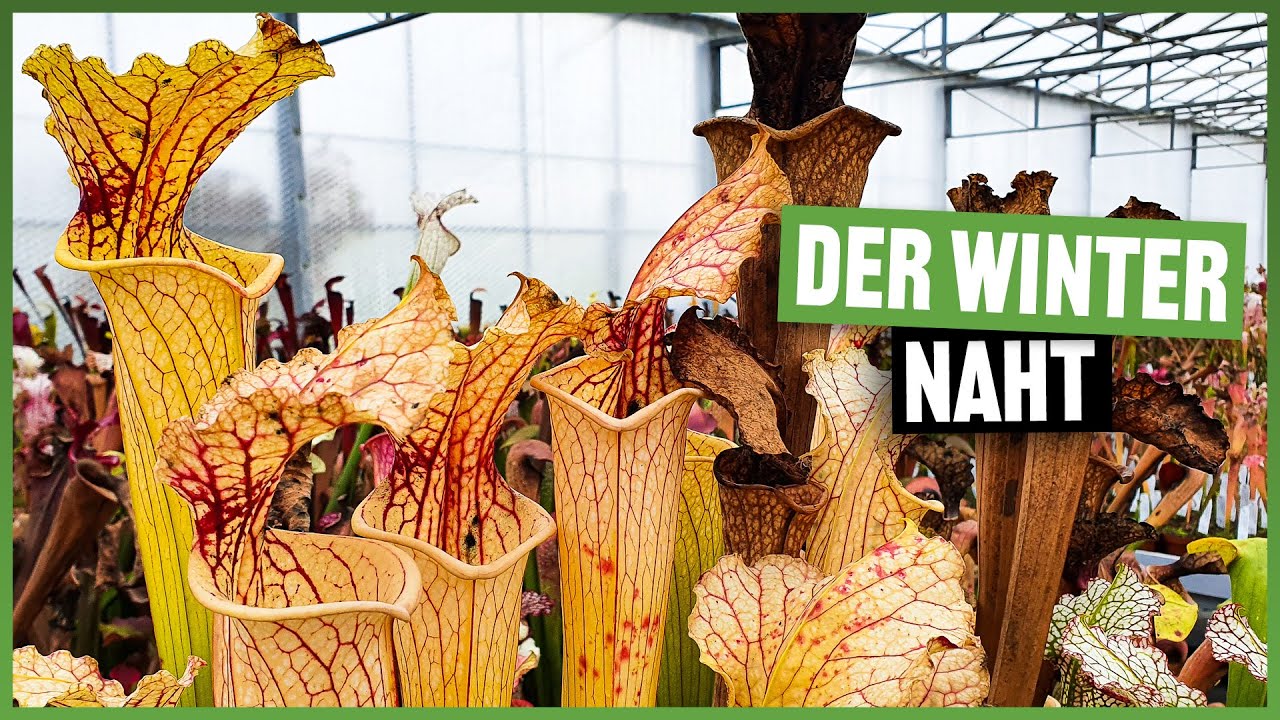 #161 Rundgang durchs Gewächshaus im November 2021