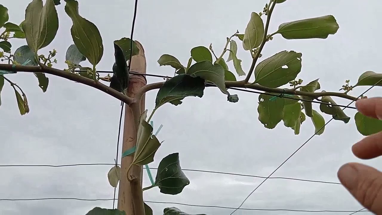 kỹ thuật  cột táo bắt đầu lên giàn