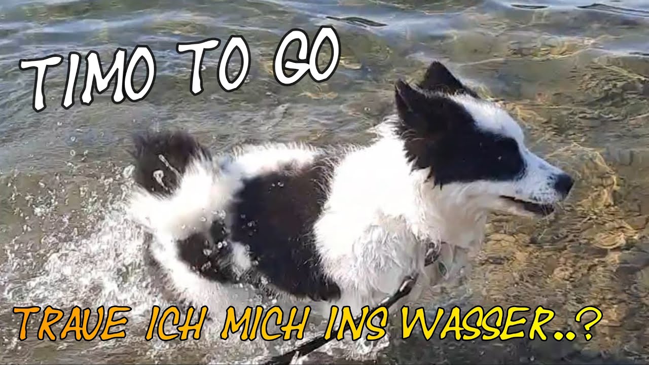 Ein Ausflug an den Biggesee -  wird Tokyo schwimmen? 🤔