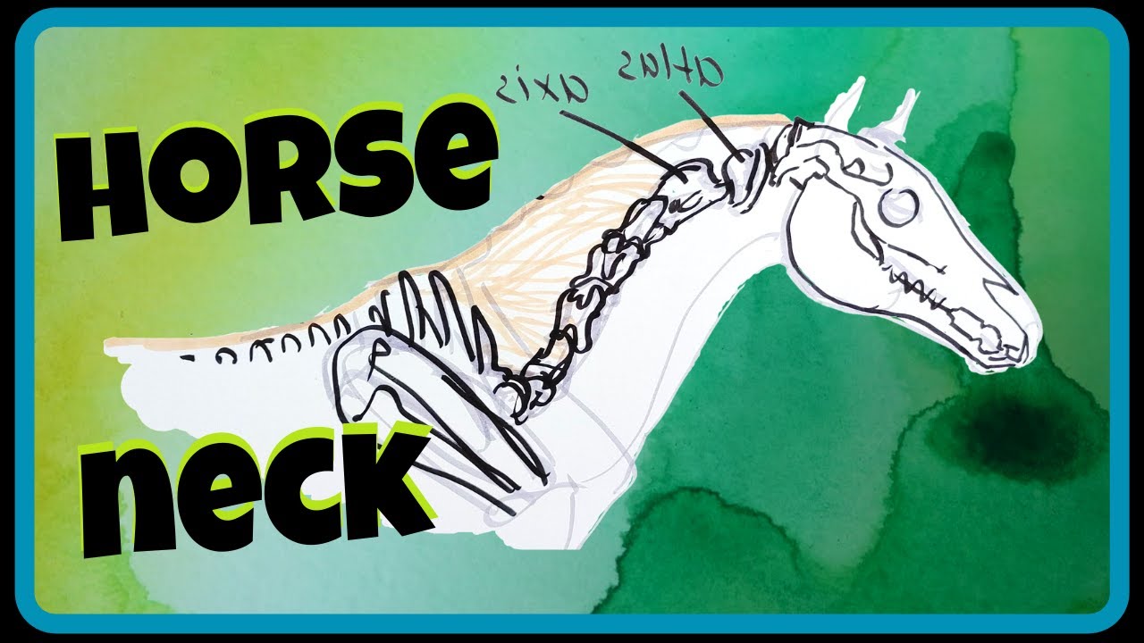 How to draw the Neck Horse Anatomy for Artists easy