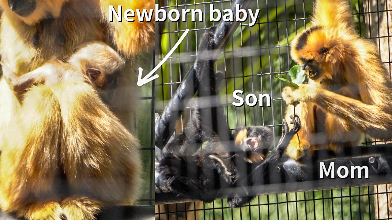 Mother Playing with Son, Newborn in Her Arms｜Calling Sounds by Red-Cheeked Gibbon Calls