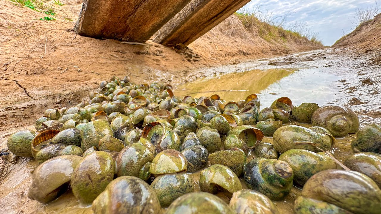 Unique ! Pick a lot of snails in canal - skill hand catching snails a lot 