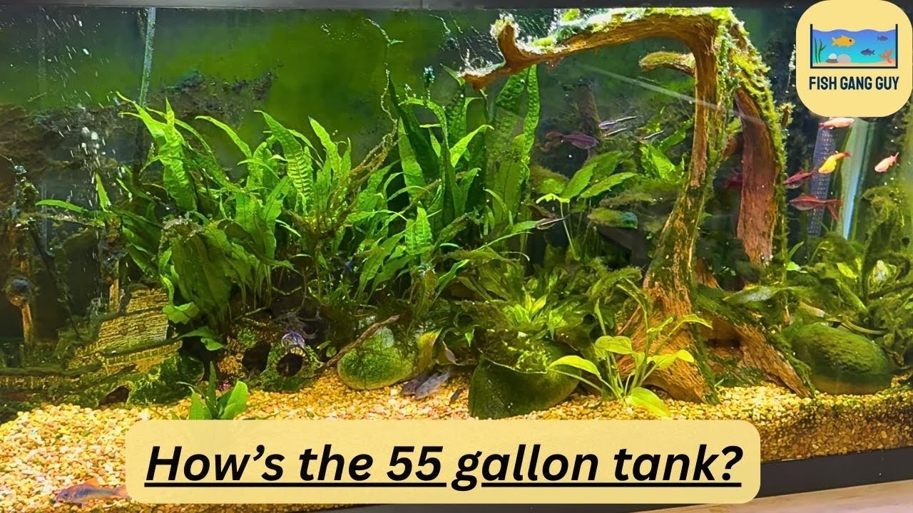 Fishy Update on the Fishy Tank