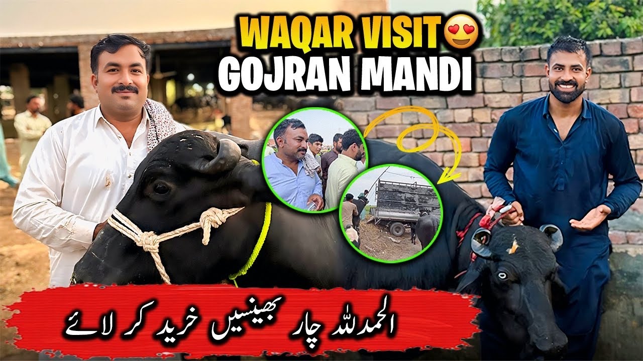 Waqar Bhinder Visit Gojran Buffalo Mandi 🐃 | منڈی کے حالات کیا ہیں ؟