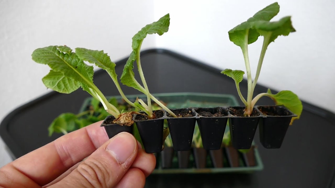 How To Look After Your New Mail Order Plants