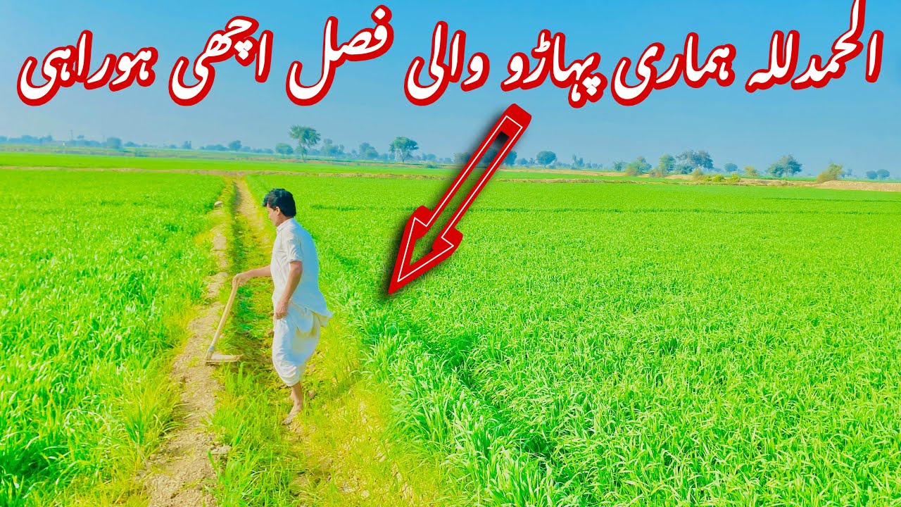 Village Aur Paharun Main Hamari Fassal | Faani Vlogs