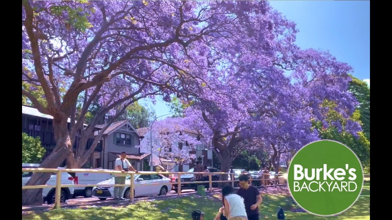 Jacaranda. How to grow Jacaranda. How to get Jacaranda to Flower