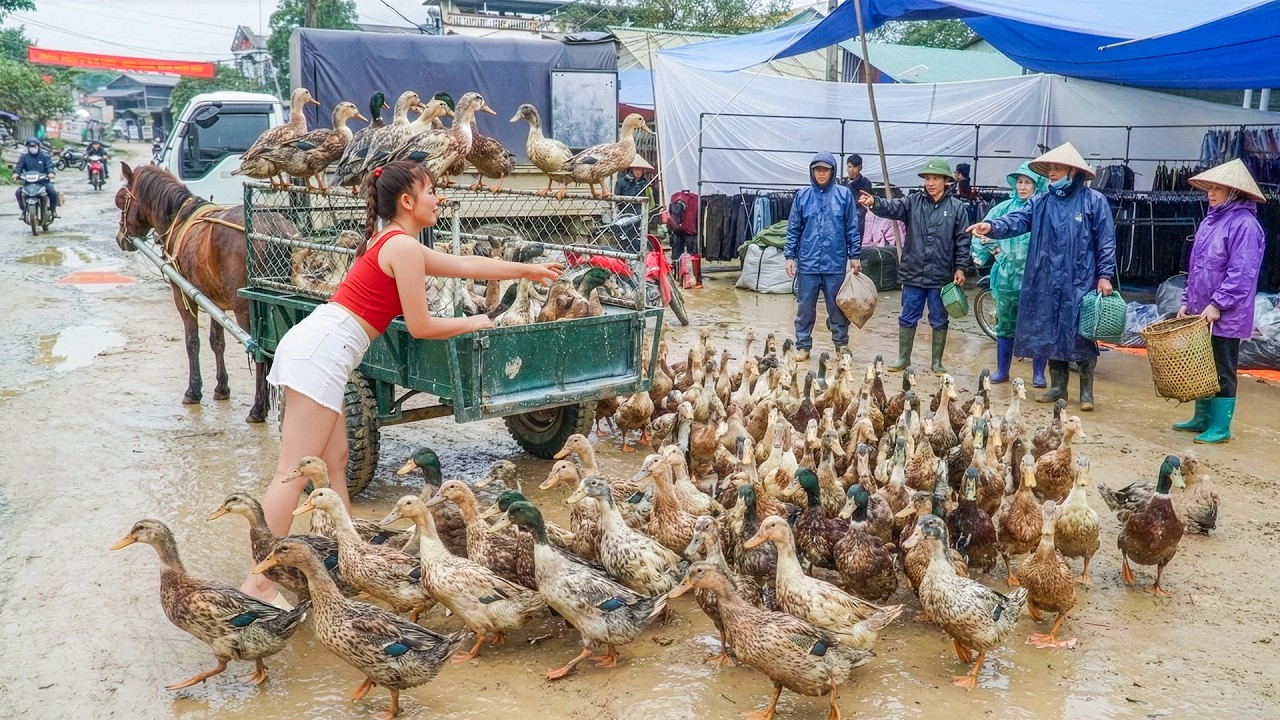 Harvesting The Ducks After 4 Months of Raising, Use Horse Cart Transport Duck Go To Market Sell