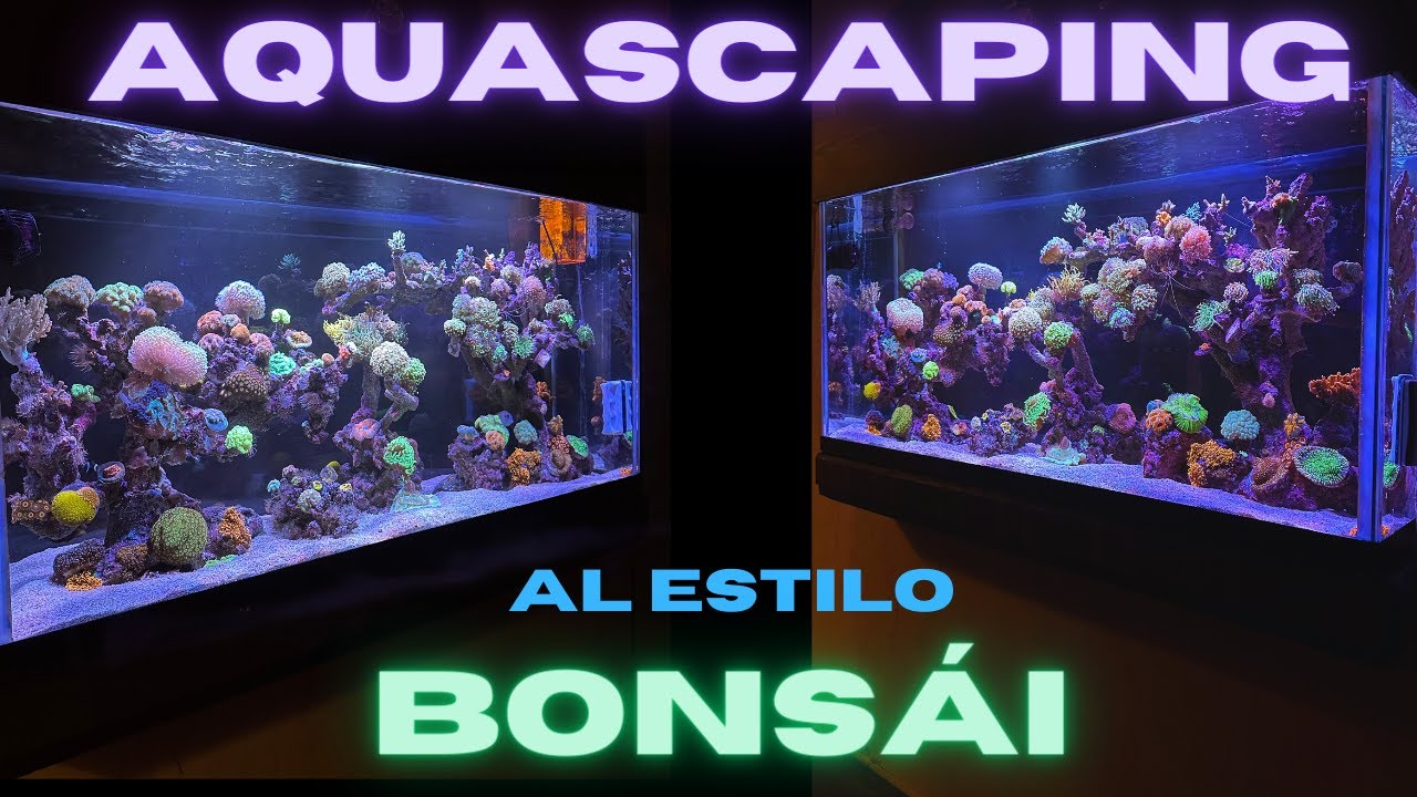 Cómo se instaló este AQUASCAPING A ESTILO BONSÁI en arrecife marino