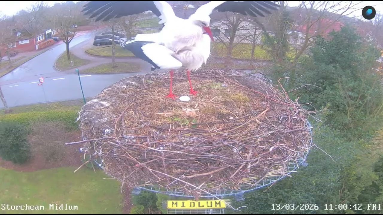 🥚Bociany - Midlum Storchcam, DE - 13 03 2026