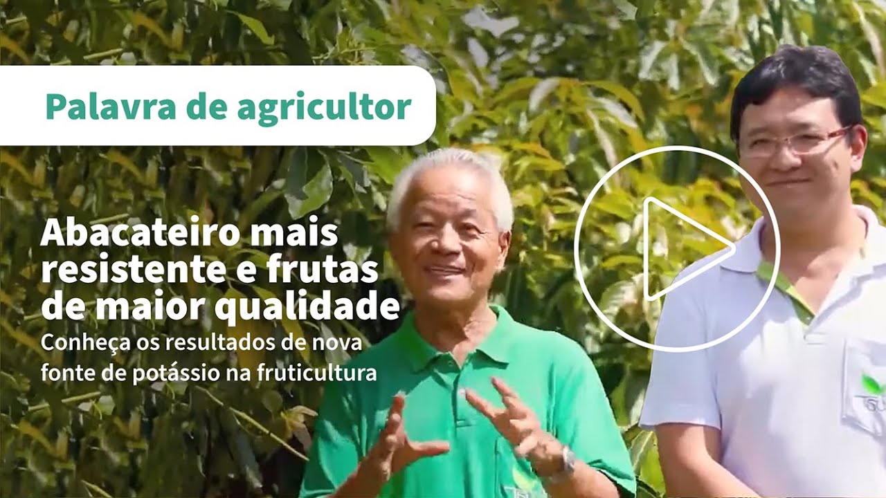 Conheça os resultados de nova fonte de potássio na cultura do abacate
