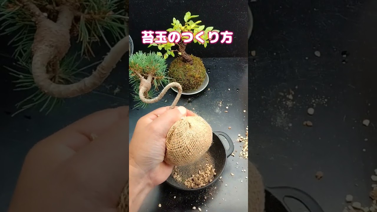 苔玉のつくり方 #苔玉 #盆栽 #観葉植物