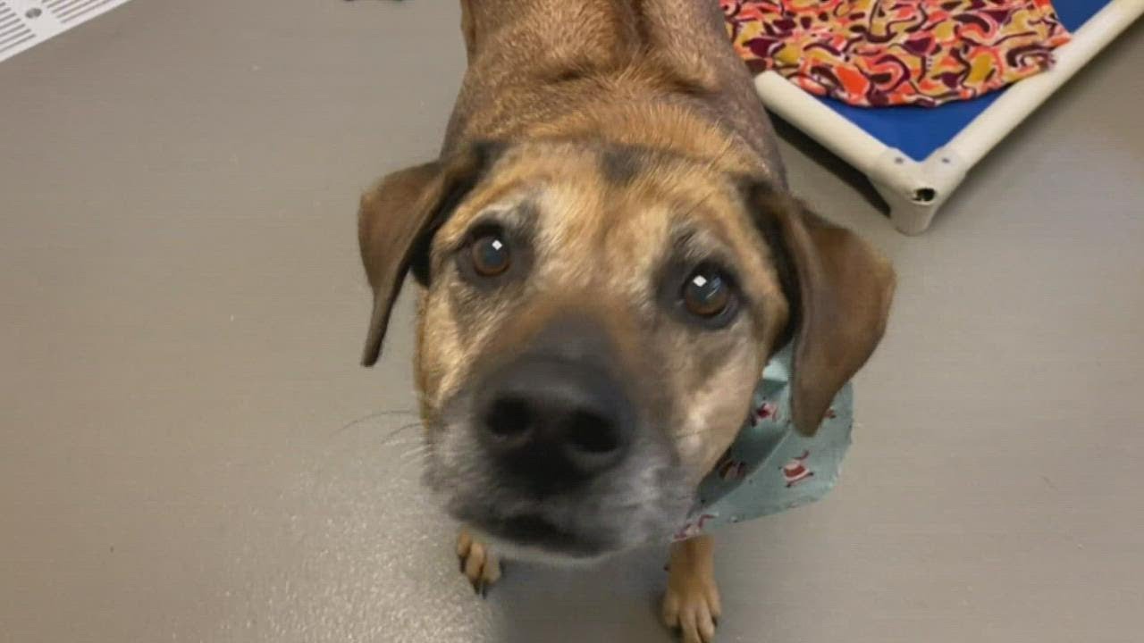 Tuesday Tailwagger: Meet Rose, a sweet senior pup looking for a home at the SPCA