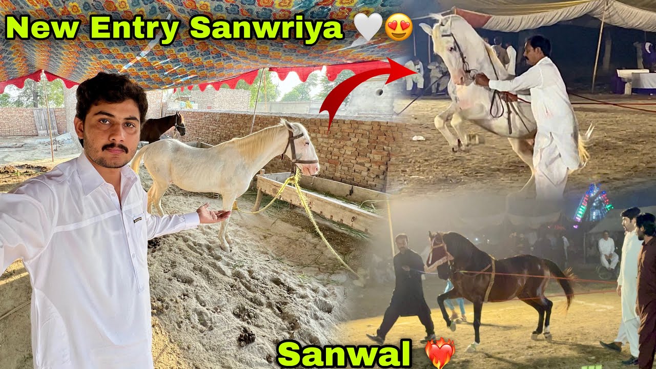 New Entry Sanwriya Ghorda Do Sal Bad Wapis Ageya 😍 || Sanwal Nay Mela Jeeta 🐴❤️‍🔥