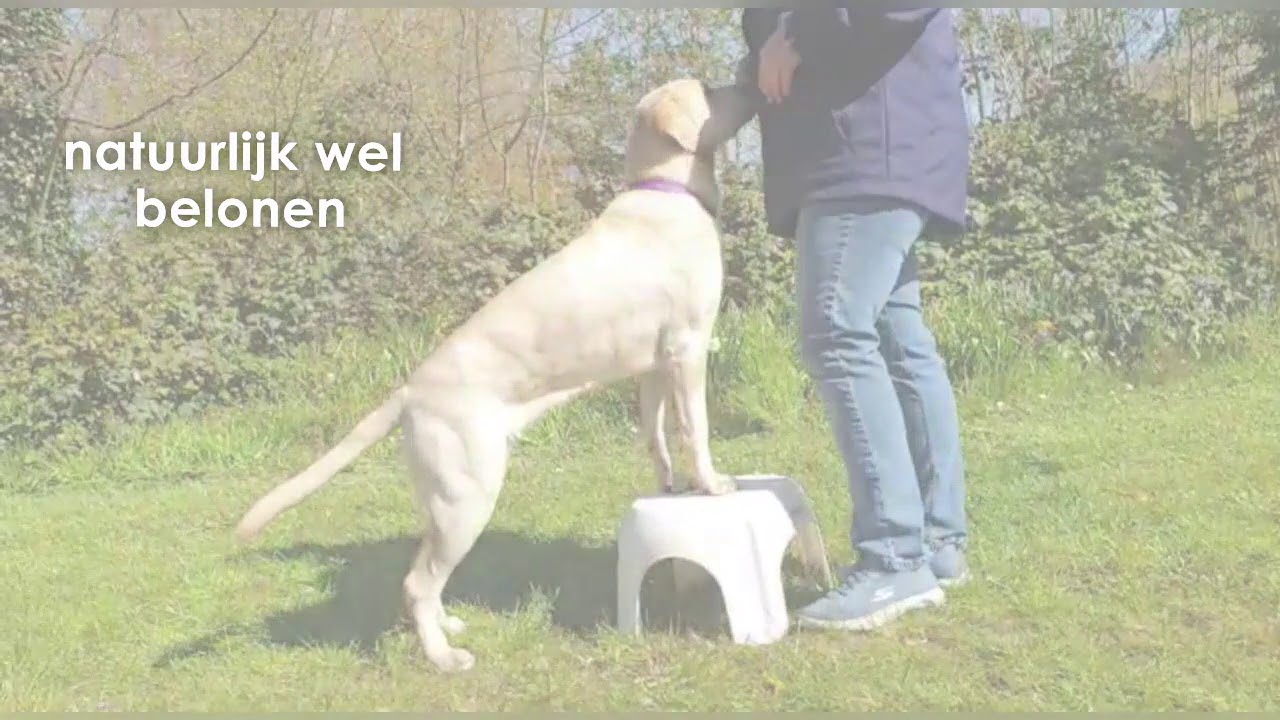 Hondentalent pootjes op