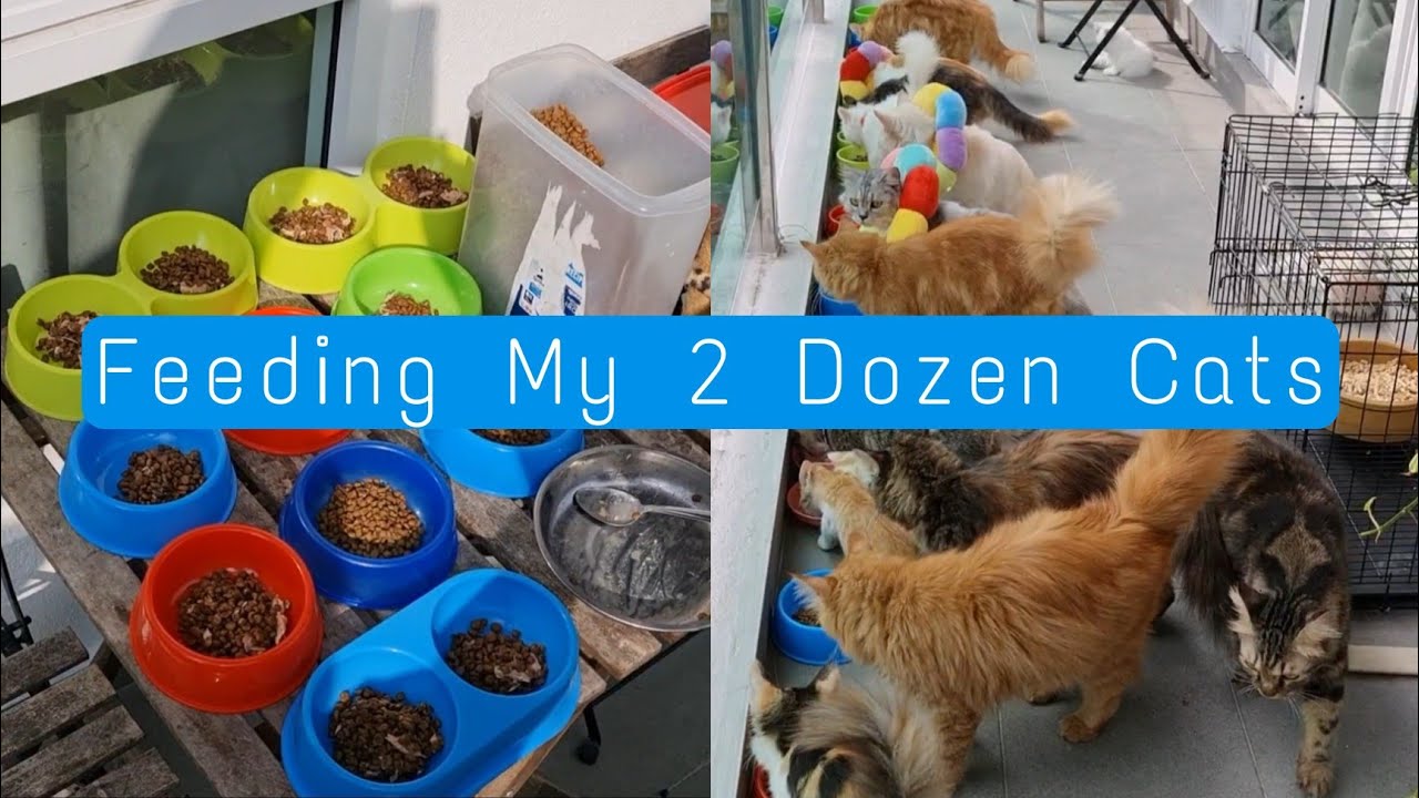 Feeding Routine With 2 Dozen Cats