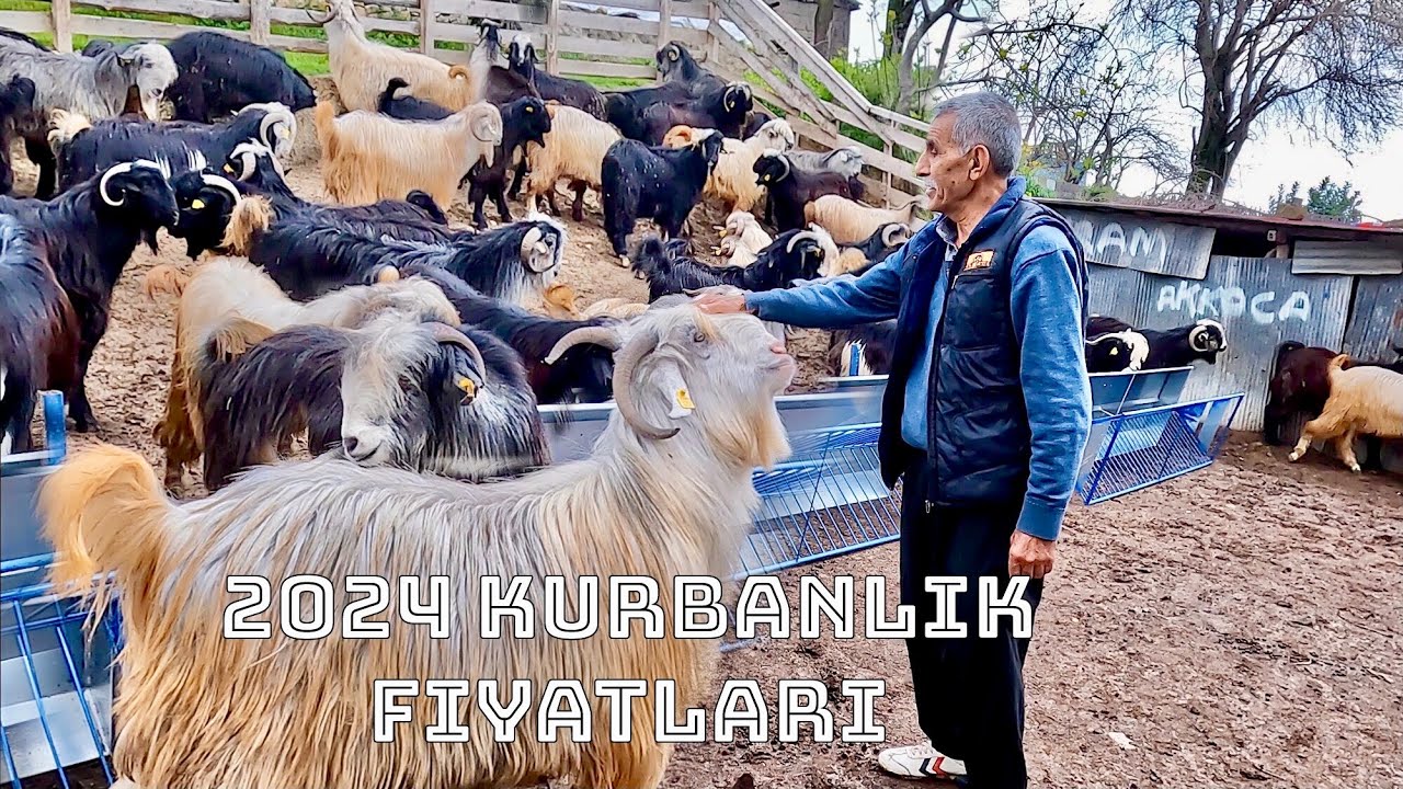 2024 Kurbanlık Fiyatları Ve İnce Ayrıntıları