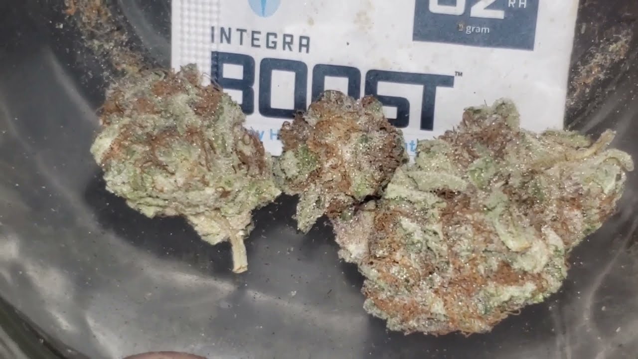 STRAIN REVIEW 213: purple god - Hushcannabis