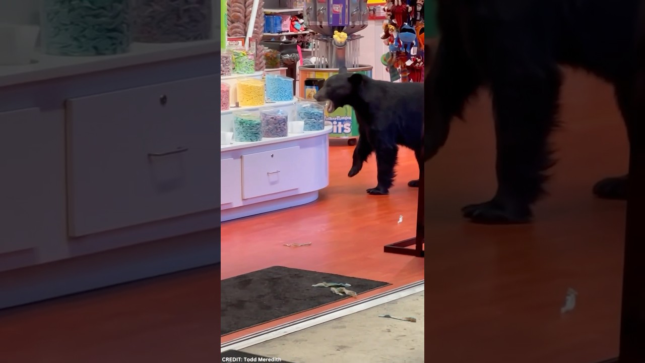 Gatlinburg Black Bear Inside Candy Store Downtown!