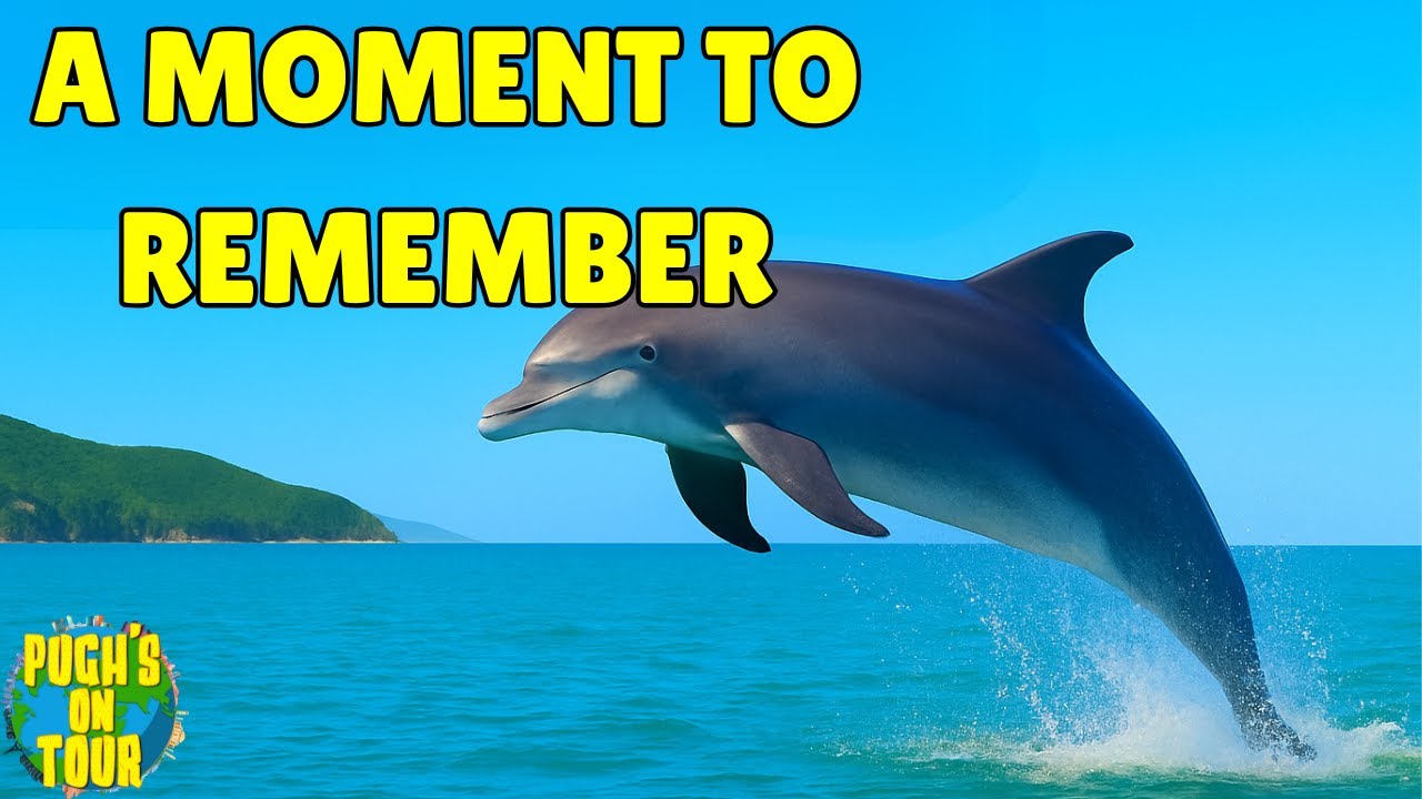 Unforgettable Emotion: Dolphin Magic in New Quay, Wales