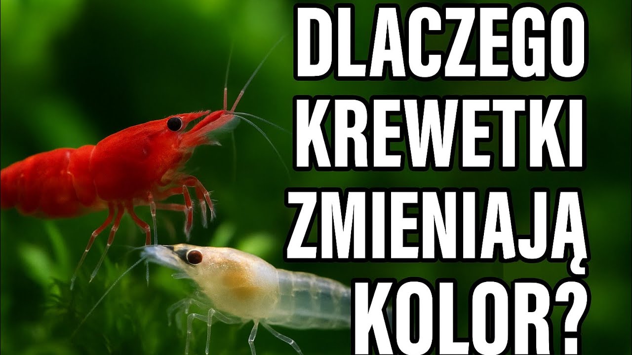 Dlaczego Krewetki Neocaridina zmieniają kolor? Moje wnioski🦐🌿🫧
