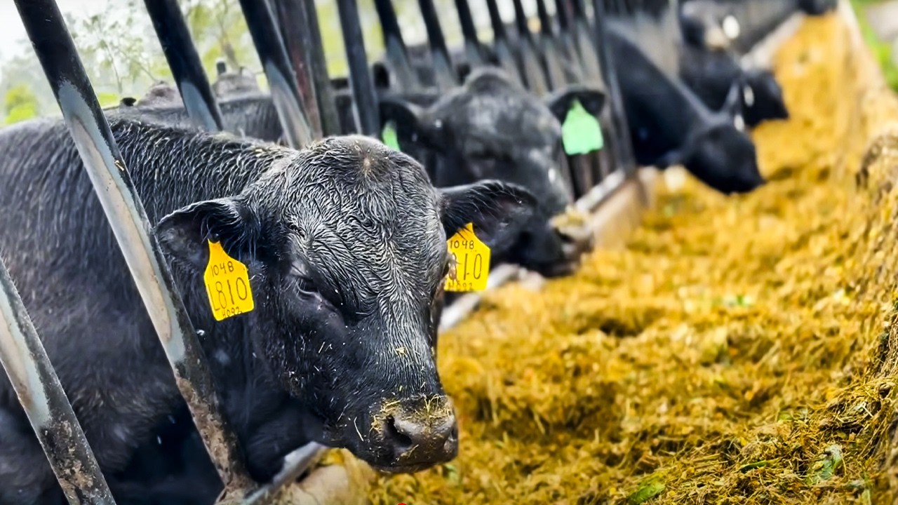 3,500 ABERDEEN ANGUS BEEF CATTLE 🇺🇸