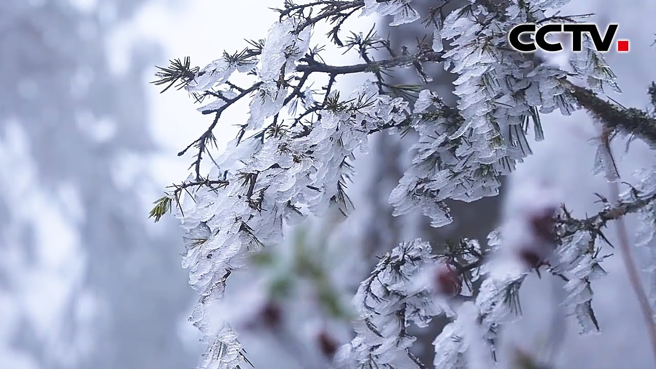 云南梁王山的松柏“开花”了，每一朵都是冰做的 | CCTV