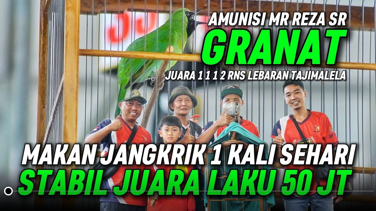 RAWATAN PEKERJA CUCAK IJO GRANAT LAKU 50 JUTA :  MAKAN JANGKRIK SEHARI SEKALI