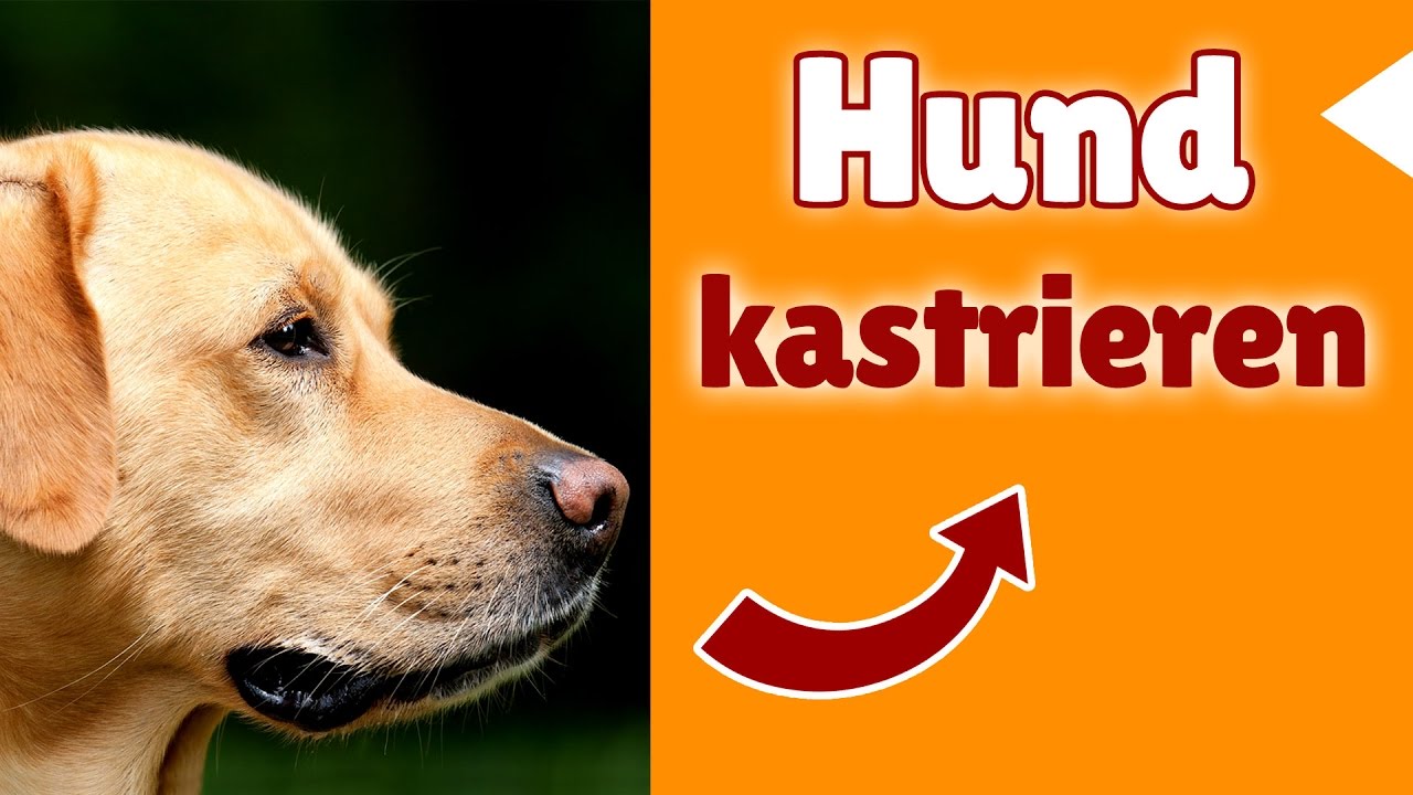 Hund kastrieren - Macht Kastration beim Hund Sinn oder ist es Unsinn?