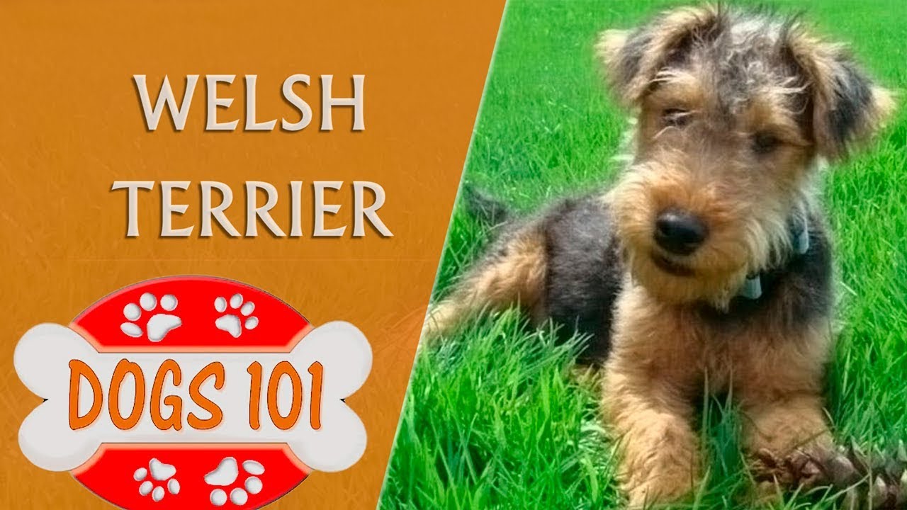 Dogs 101 - WELSH TERRIER - Top Dog Facts About the WELSH TERRIER