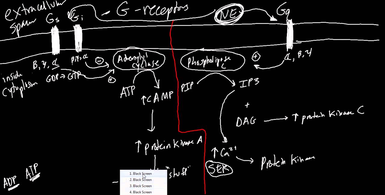 Receptors Made Simple::  Adrenergic, Cholinergic, and G Protein Basics