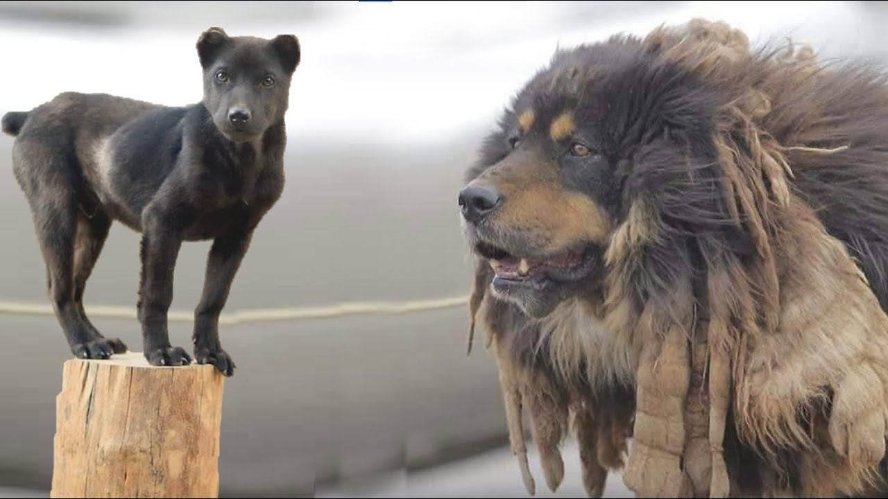 Top 5 Indian Dog Breeds You Can't Buy