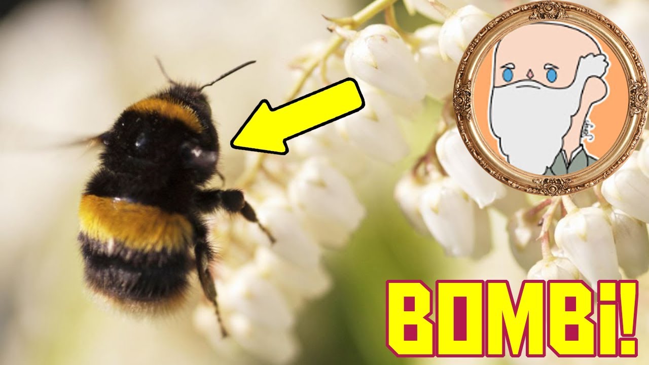 Bombi e altri Impollinatori Burloni - con @Zio Darwin